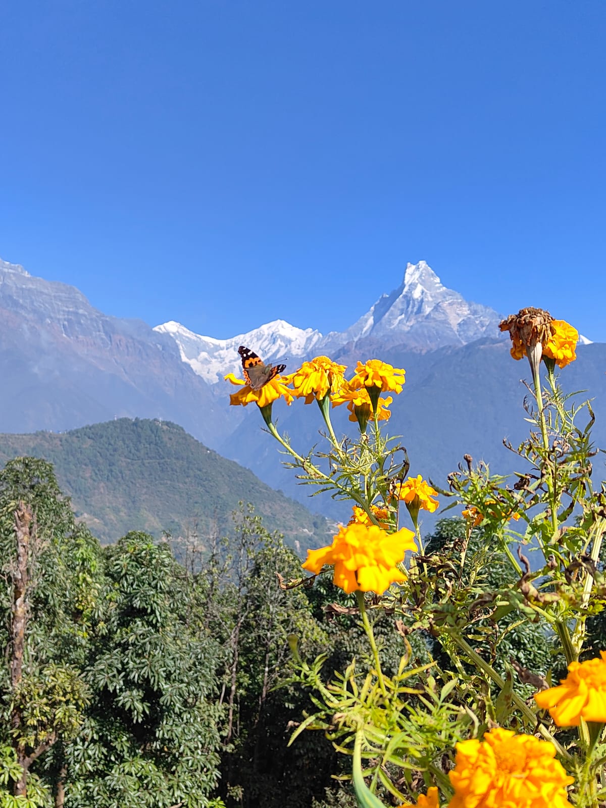 Ghorepani Poon Hill Trekking